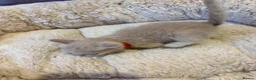 British Shorthair cats for sale: British Short Hair kittens for sale - Advert 11
