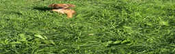 Mixed Breed dogs for sale: Miniature Rhodesian cross pups - Advert 8