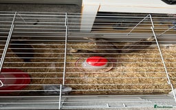 Chickens poultry for sale: Poultry for sale  - Image 2