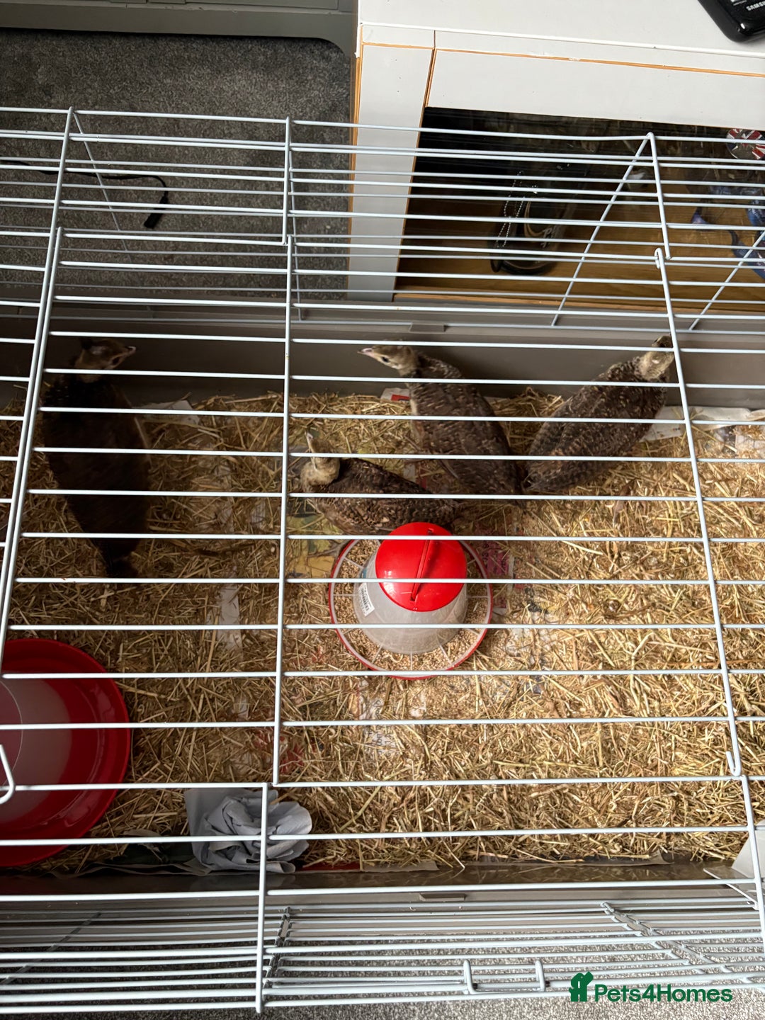 Chickens poultry for sale: Poultry for sale  - Image 2