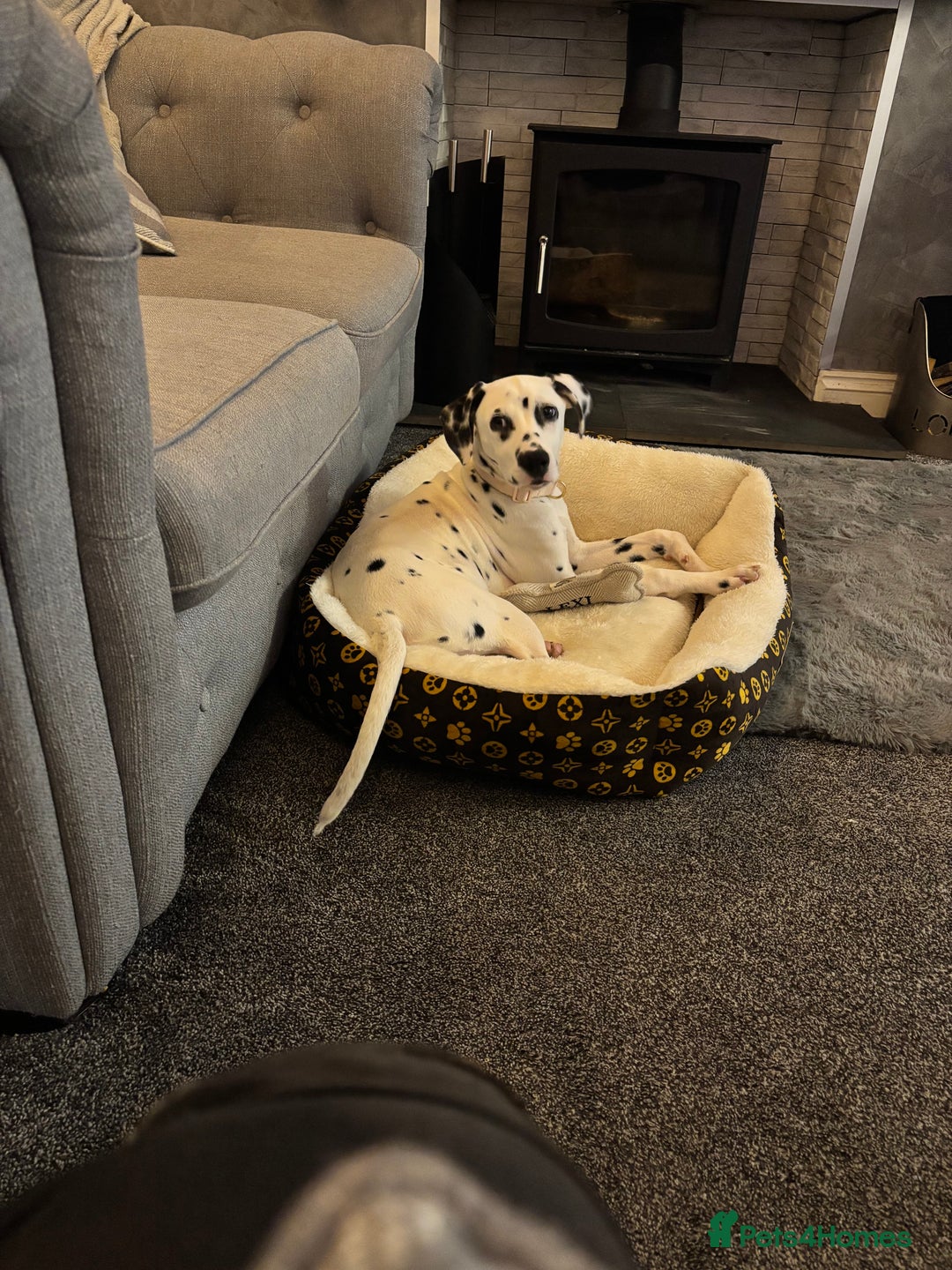 Dalmatian dogs for sale: Gorgeous Dalmatian girl  - Image 8