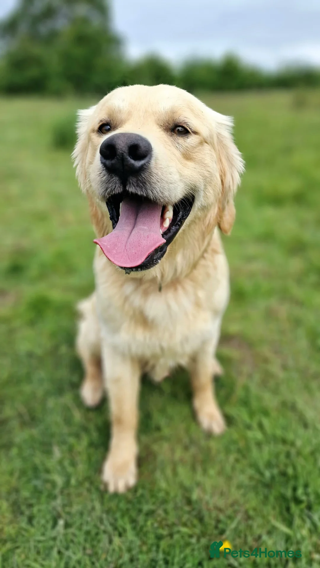 Golden Retriever dogs for stud: Amazing kc proven stud in Barnet - Advert 1