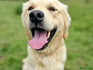 Golden Retriever dogs Amazing kc proven stud - Advert 1