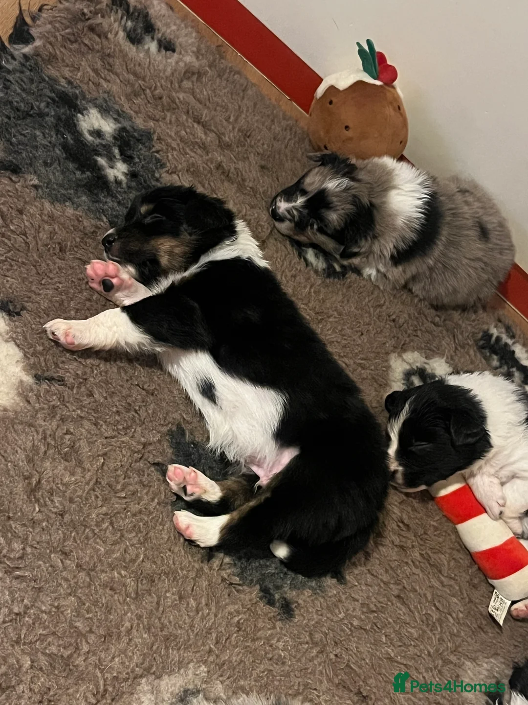 Border Collie dogs for sale: Blue Merle and Tri border collie pups - Advert 2