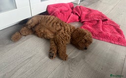 Labradoodle dogs for sale: 🐾AVAILABLE TO VIEW! - Fox Red Labradoodle Pups 🐾 - Image 15