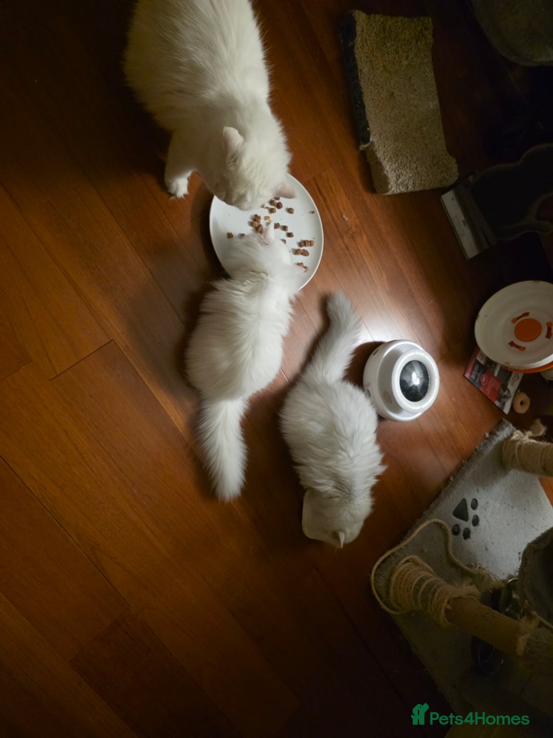 Persian cats for sale: 2 white lovely Persian female kittens  - Image 4
