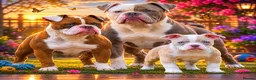 Old Tyme Bulldog dogs for sale: 23 YEARS, EXPERIENCE, 5 STAR RATED, LICENSED - Advert 7