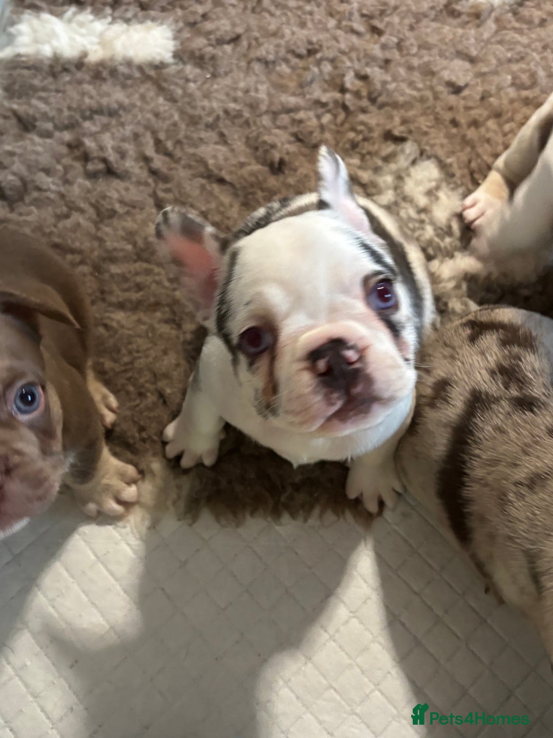 French Bulldog dogs for sale: QUALITY FRENCH BULLDOG PUPPIES - Advert 18