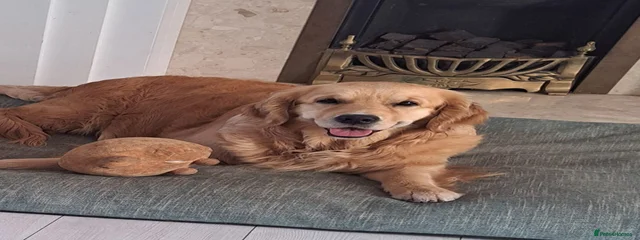 Roni