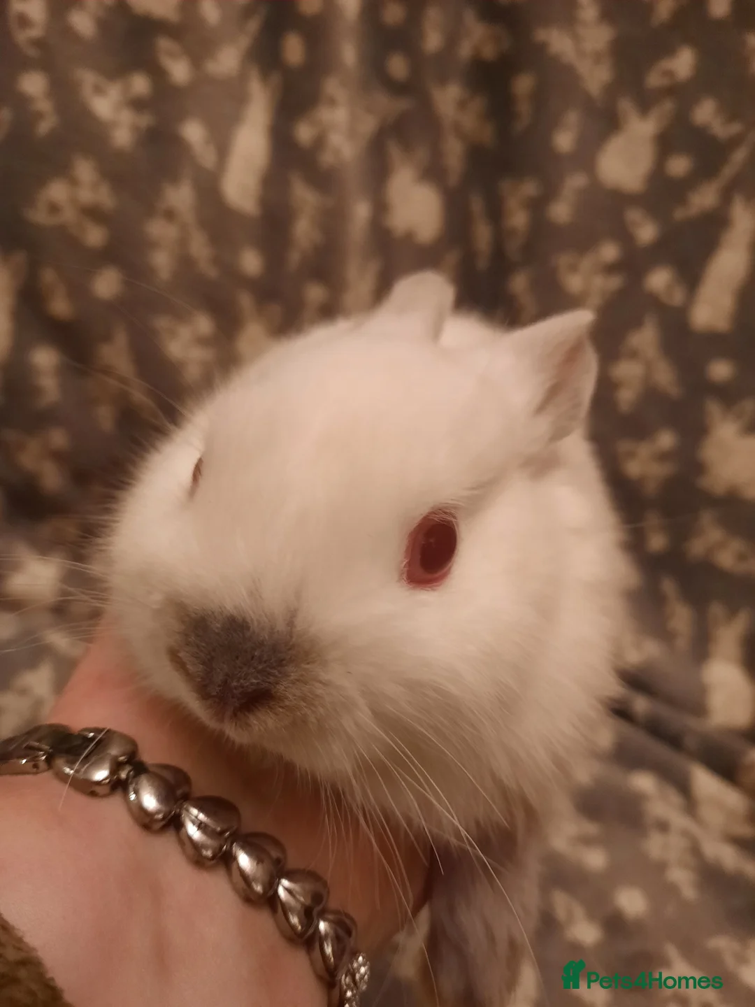 Netherland Dwarf rabbits for sale: Five Litters Of Netherland Dwarf Babies - Advert 2