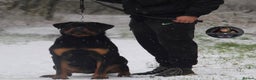 Rottweiler dogs for sale: Beautiful Adult Female Rottweiler For Pet/ShowHome - Advert 9