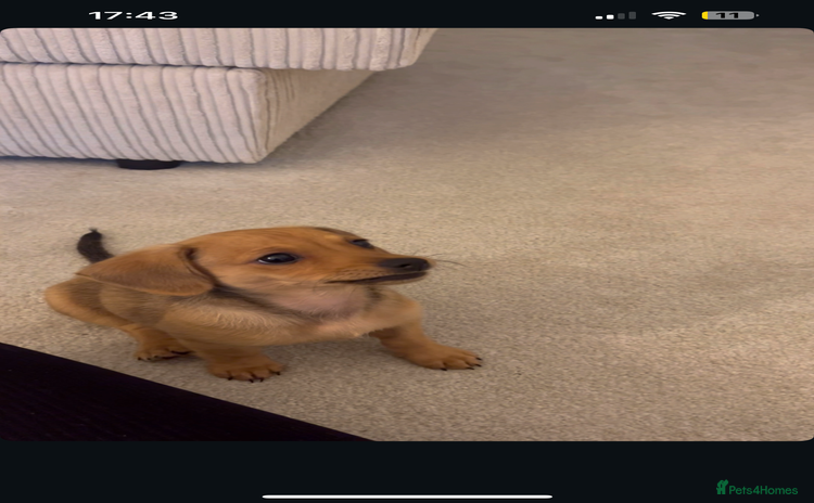 Mixed Breed dogs - Advert 12