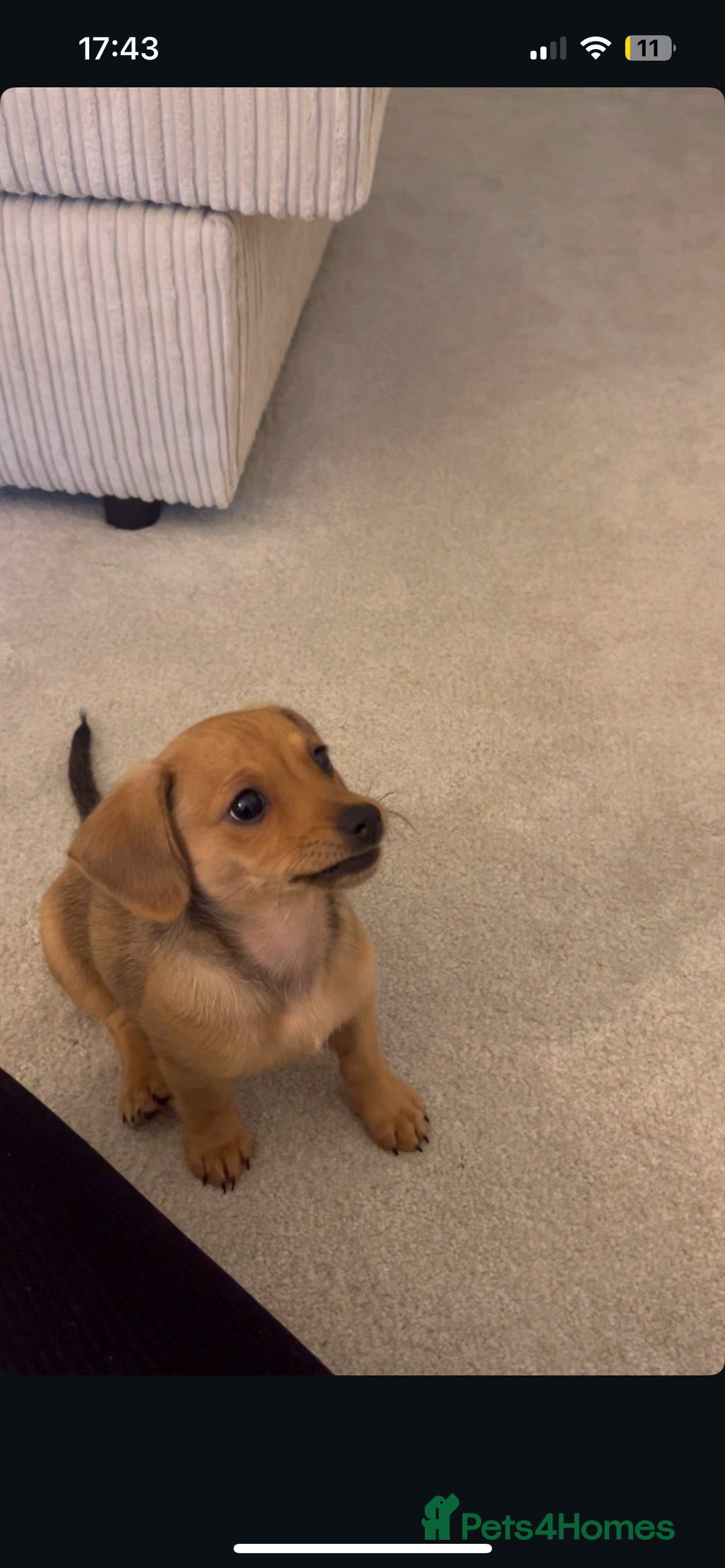 Mixed Breed dogs for sale: Mini Dachshund x Pomeranian girl - Image 1