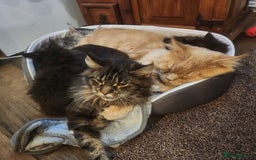 Maine Coon cats for sale: Maine coon - Image 6