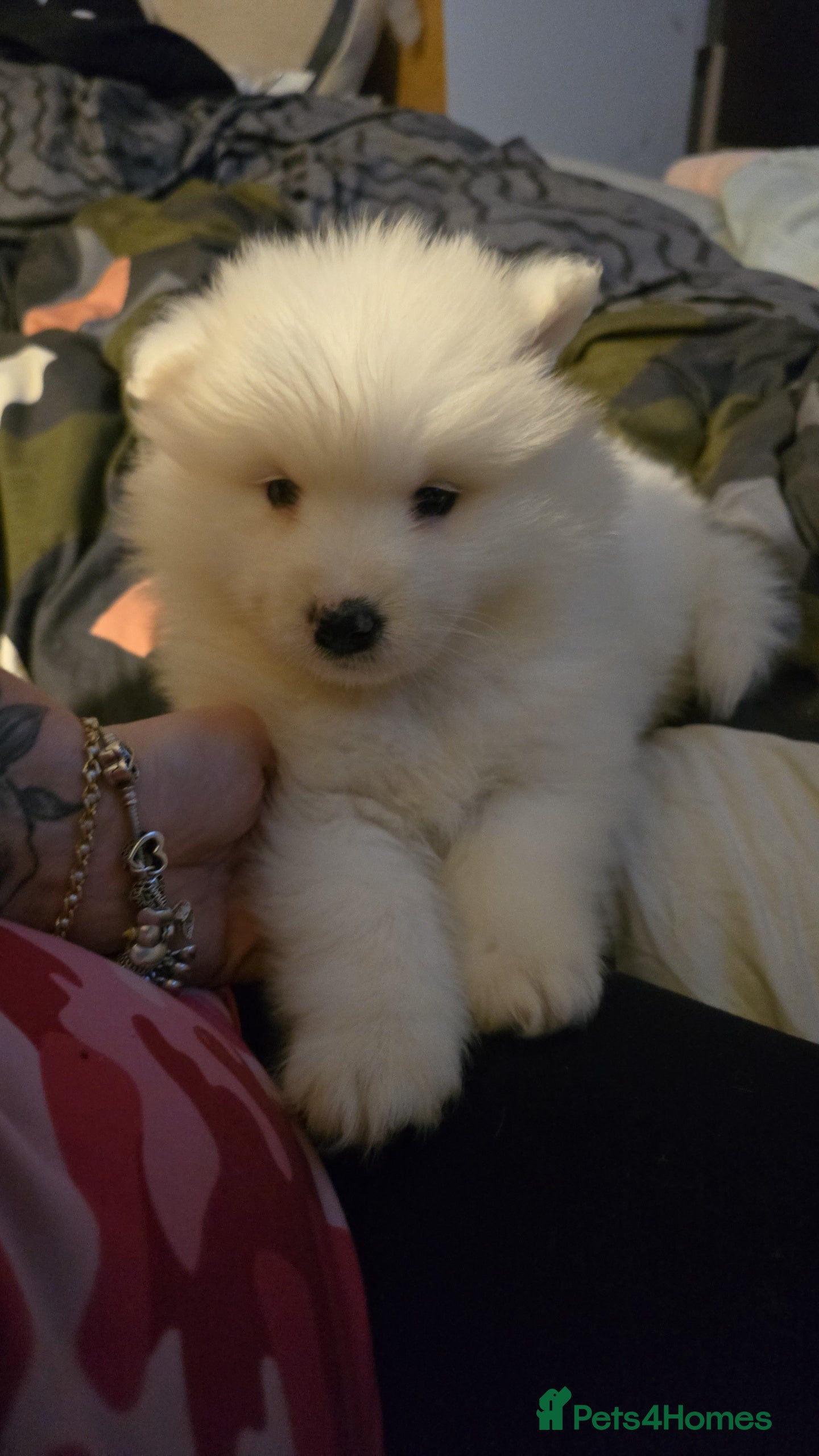 Samoyed dogs Registered samoyed puppies  - Advert 1