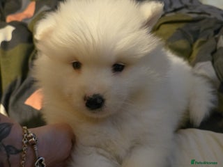 Samoyed dogs Registered samoyed puppies - Advert 1