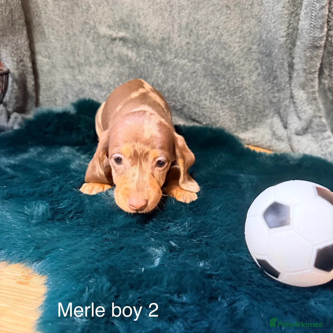 Miniature Dachshund dogs for sale: 6 miniature dashhound a puppies for sale in Doncaster - Advert 2