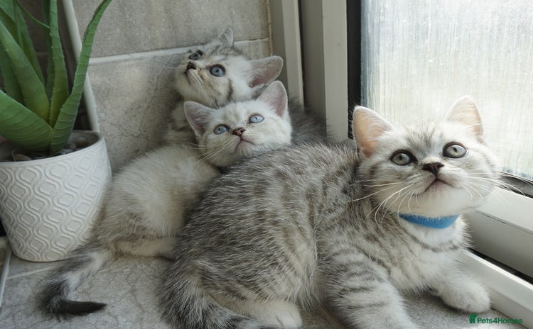 British Shorthair cats - Advert 2