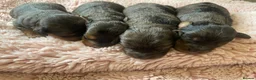 Cockapoo dogs for sale: 5 Miniture Cockerpoo pups  - Advert 8