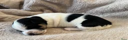 Jack Russell dogs for sale: Jack Russel pups - Advert 6