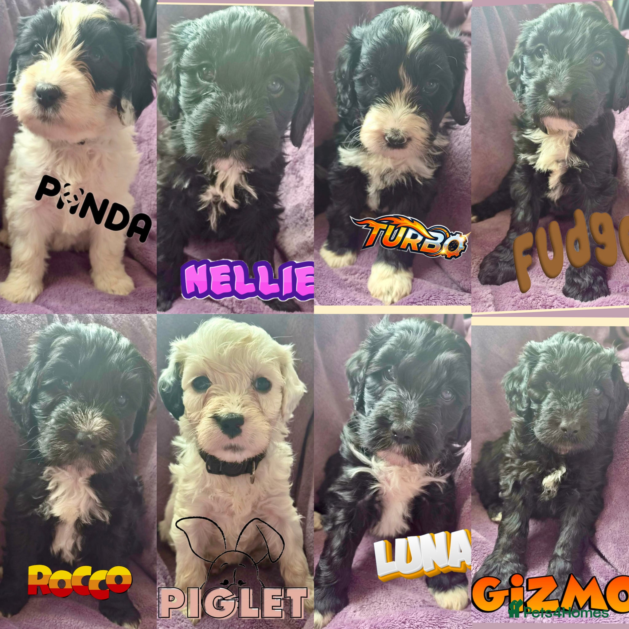 Cockapoo dogs Cockapoo f2 boy £800 - Advert 2