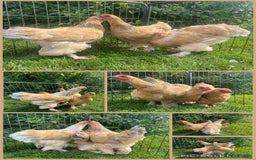 Chickens poultry for sale: Gold laced frizzled Polish  - Image 5