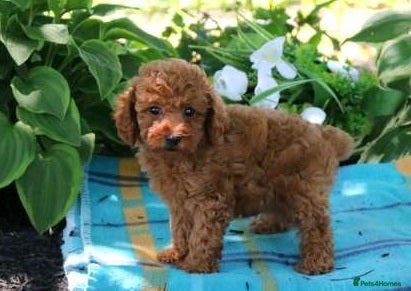 Toy Poodle dogs affectionate Toy poodle - Advert 1
