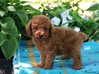 Toy Poodle dogs affectionate Toy poodle - Advert 1