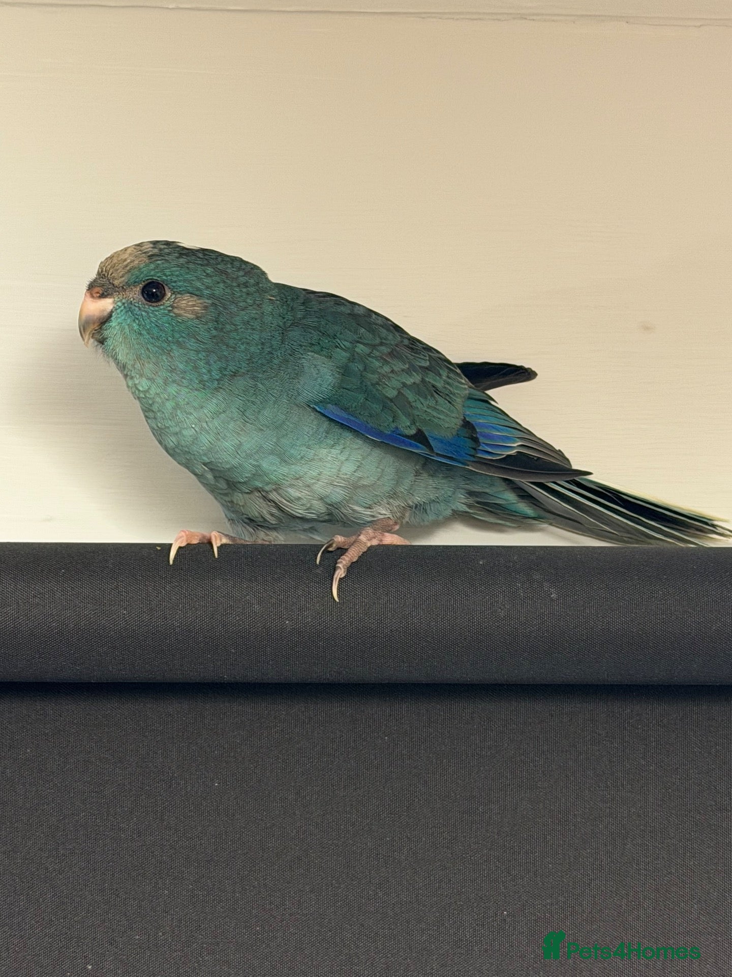 Parakeets birds Kakarikis ready for homes  - Advert 1