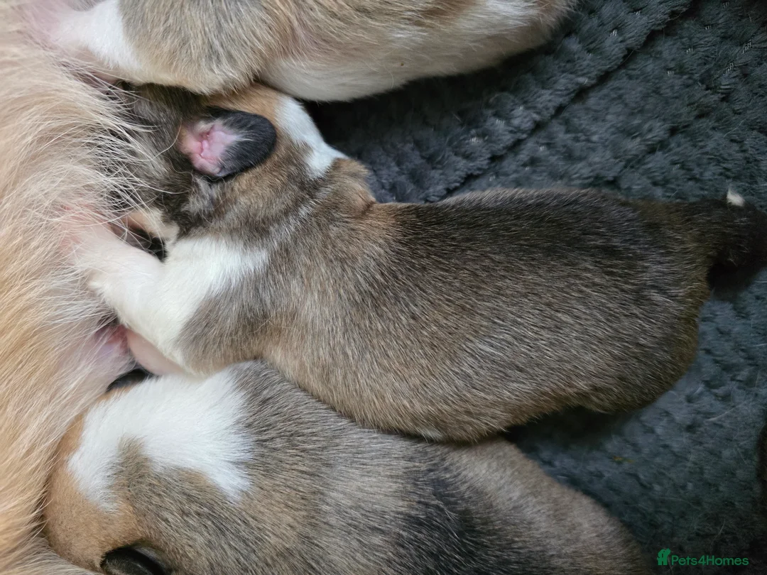 Welsh Corgi Pembroke dogs for sale: KC Beautiful Welsh Pembroke Corgi puppies. - Advert 2
