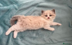 Ragdoll cats for sale: Gorgeous kitty girl is looking for forever home  - Image 9