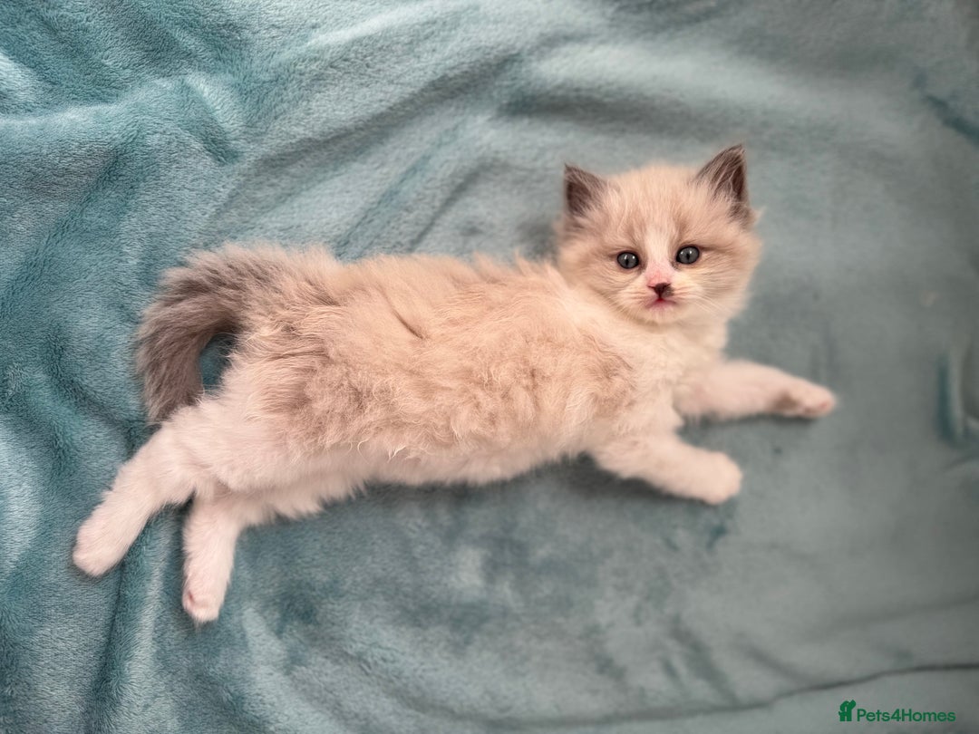Ragdoll cats for sale: Gorgeous kitty girl is looking for forever home  - Image 9