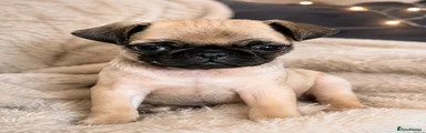 Pug 2