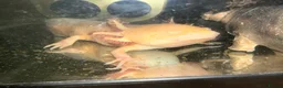 Other/Mixed Breed fish for sale: Male golden axolotl  in Bath - Advert 2