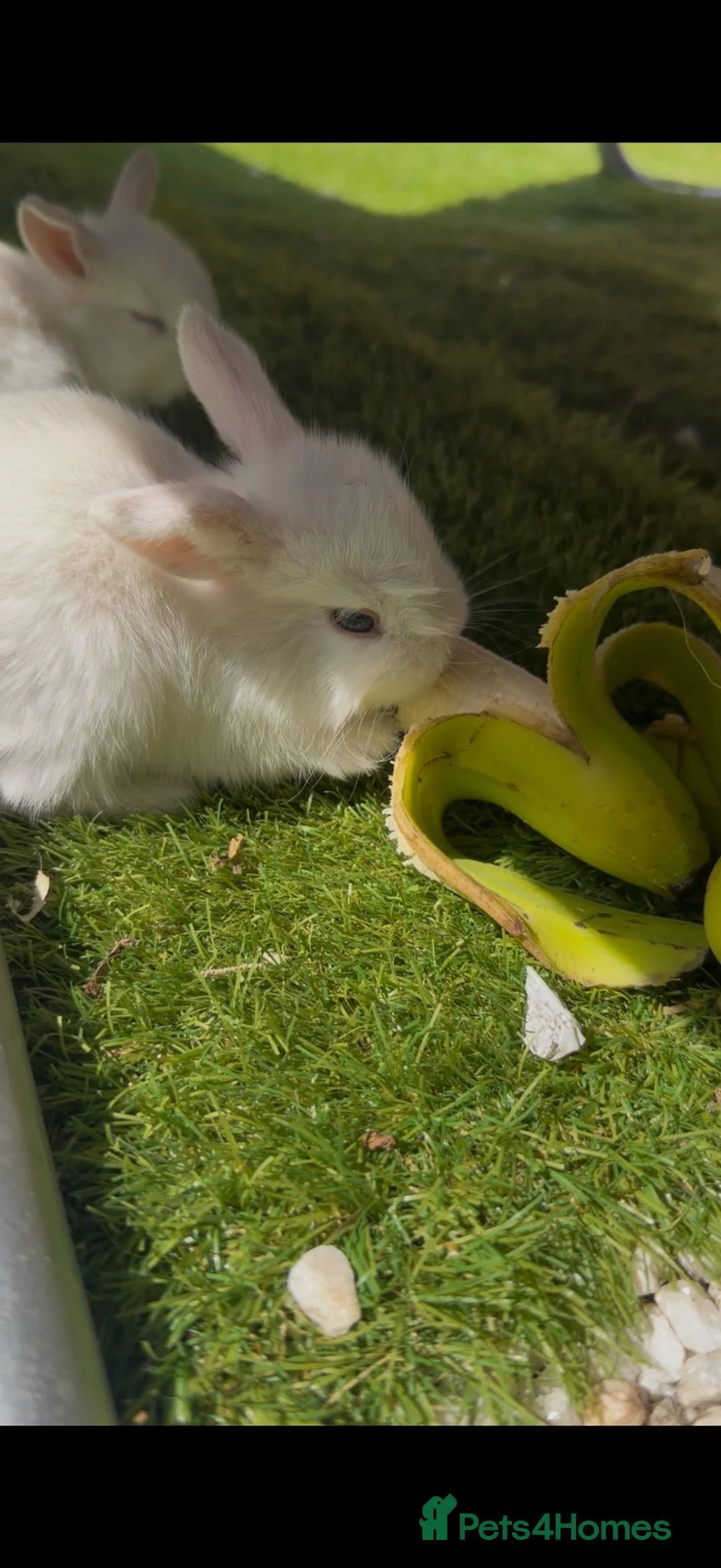 Mixed Breed rabbits for sale: Friendly 11-Week-Old Girl Bunnies - Advert 12