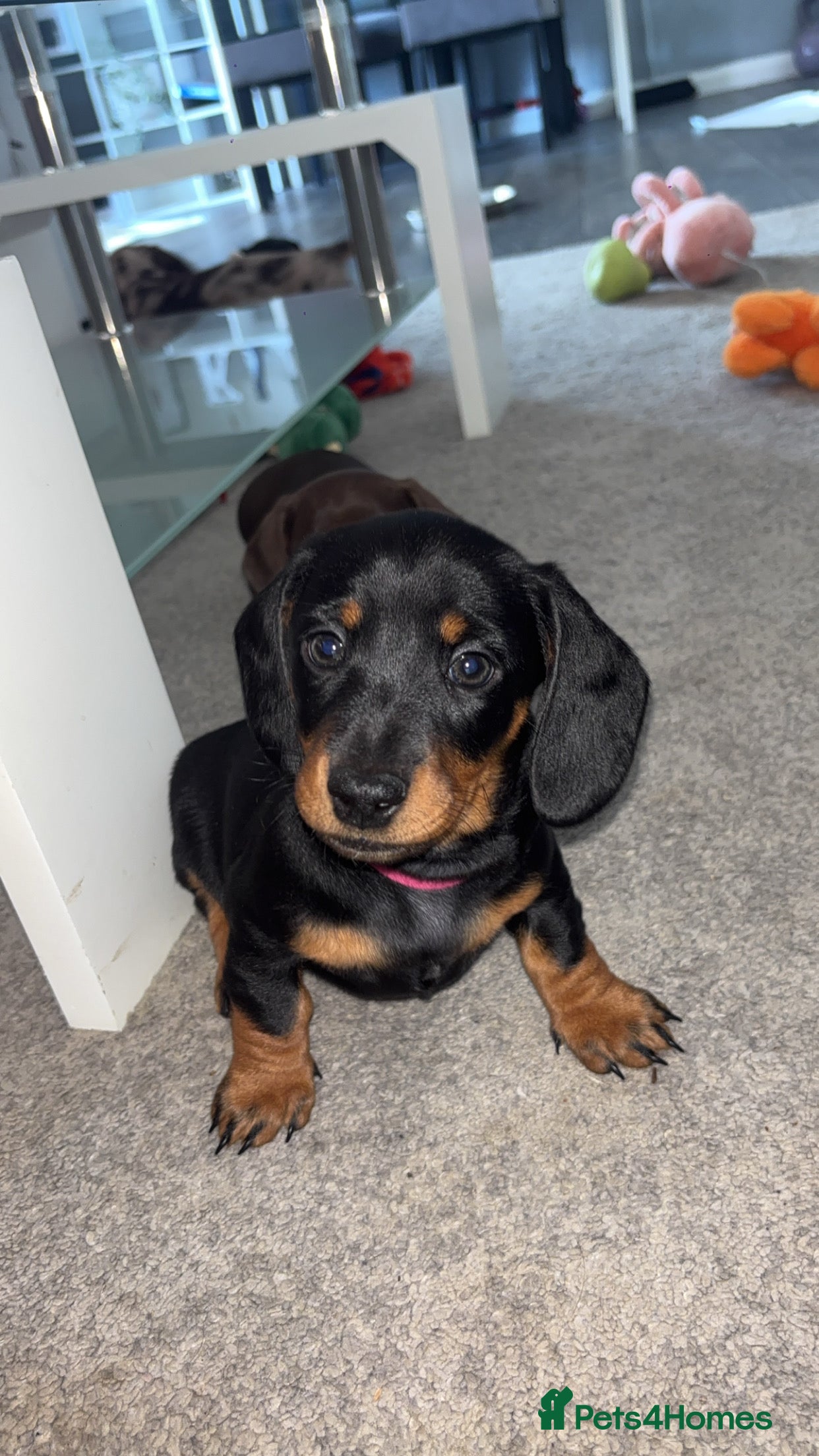 Dachshund dogs Female Dachshund Puppy For Sale - Advert 12
