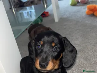 Dachshund dogs Female Dachshund Puppy For Sale - Advert 2