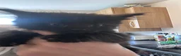 Mixed Breed cats for sale: Long haired black girl and ginger boy - Advert 2