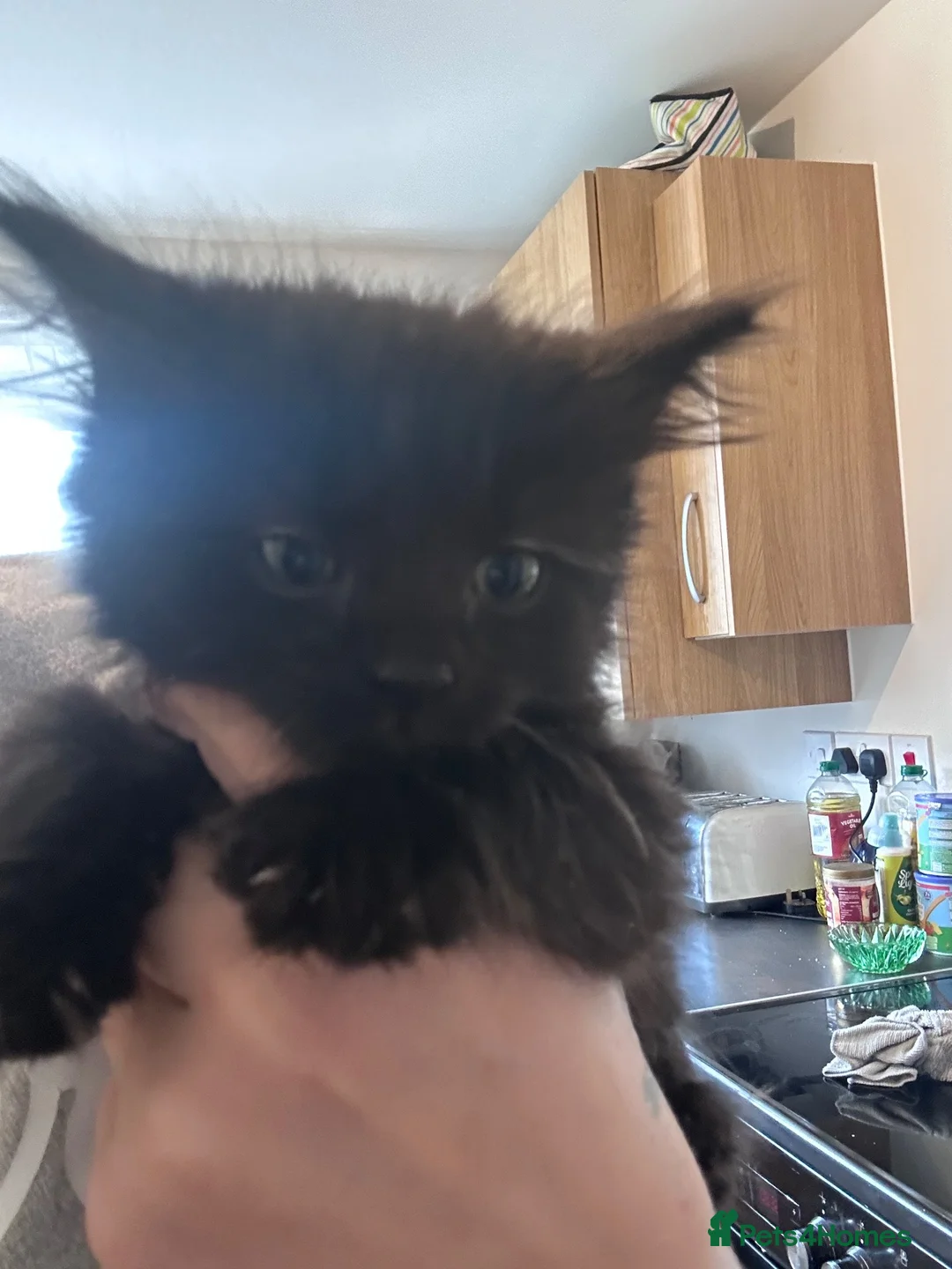Mixed Breed cats for sale: Long haired black girl and ginger boy - Advert 2