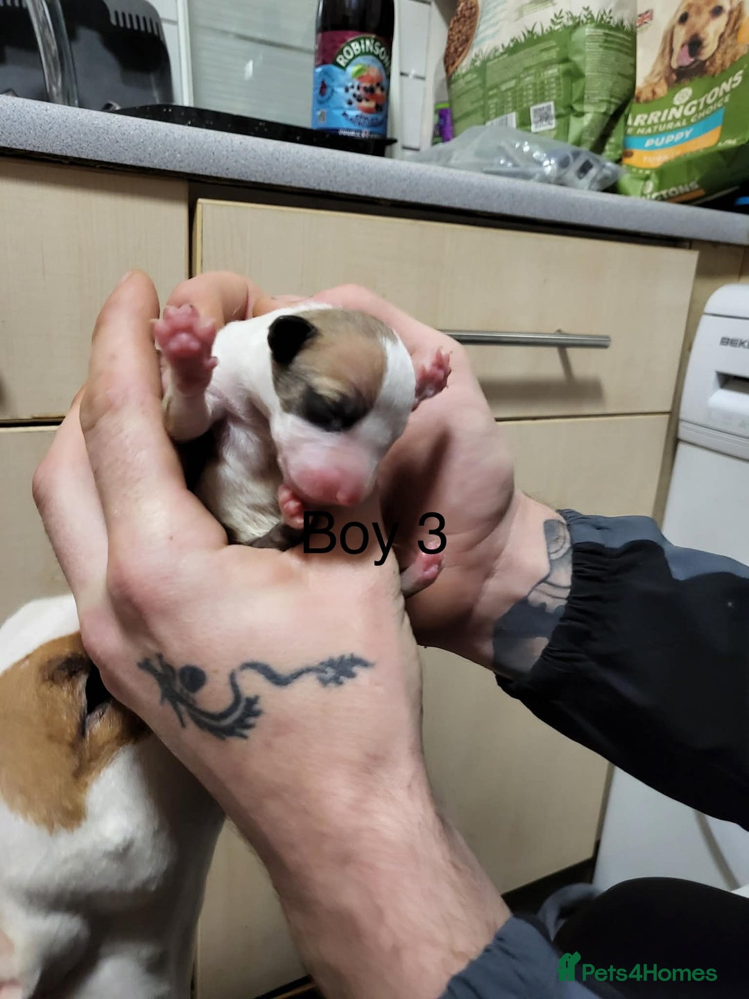 English Bull Terrier dogs for sale: English bull terrier puppies  - Advert 7