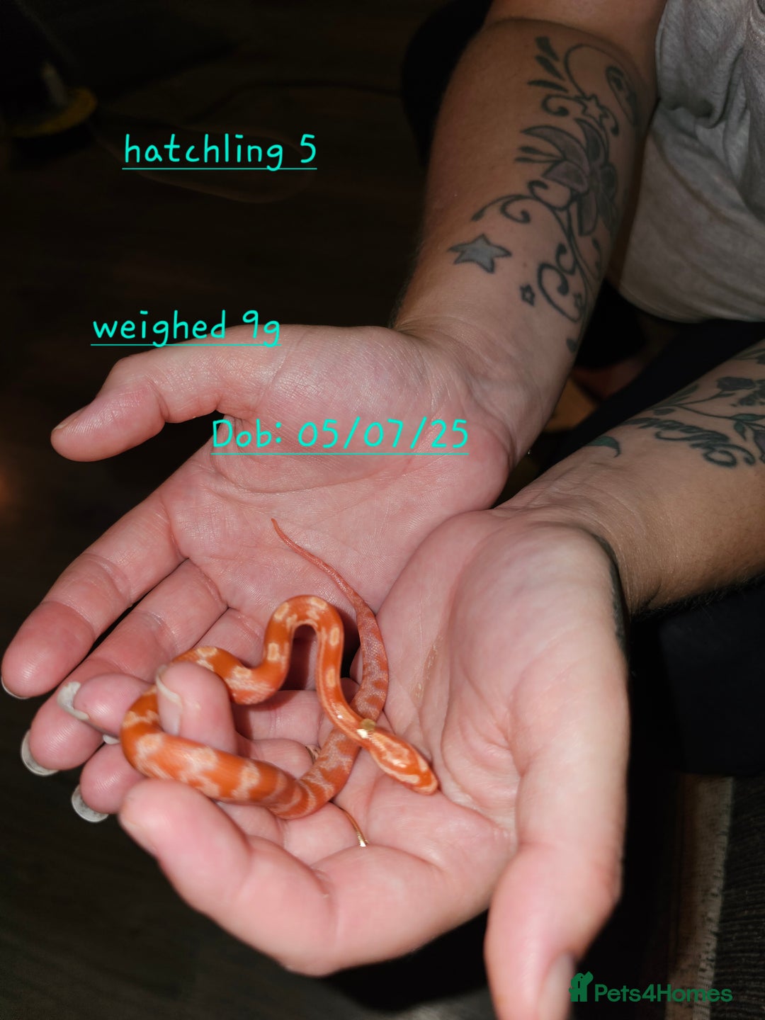 Corn Snake reptiles for sale: Beautiful corn snakes  - Image 15