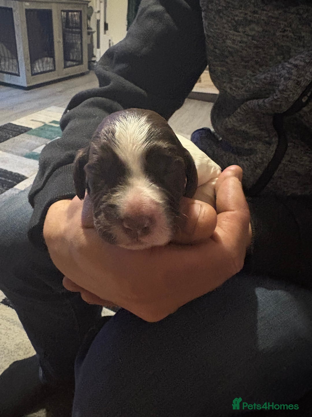 Cockerdor dogs for sale: Cockerdors  - Advert 20