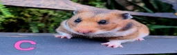 Hamster rodents for sale: Young Syrian Hamsters - Advert 1
