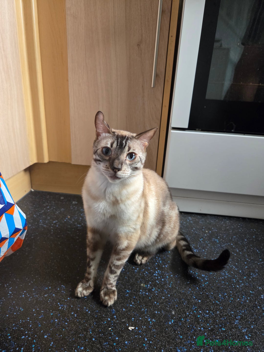 Bengal cats for sale: Male Bengal - Image 1