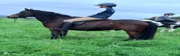 Mixed Breed livestock for sale: Stunning 13.2 all rounder Irish gelding  in Swansea - Advert 4