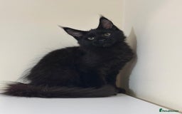 Maine Coon cats for sale: Maine Coon Kittens  - Image 3