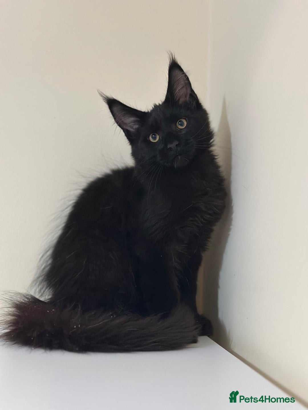 Maine Coon cats for sale: Maine Coon Kittens  - Image 3