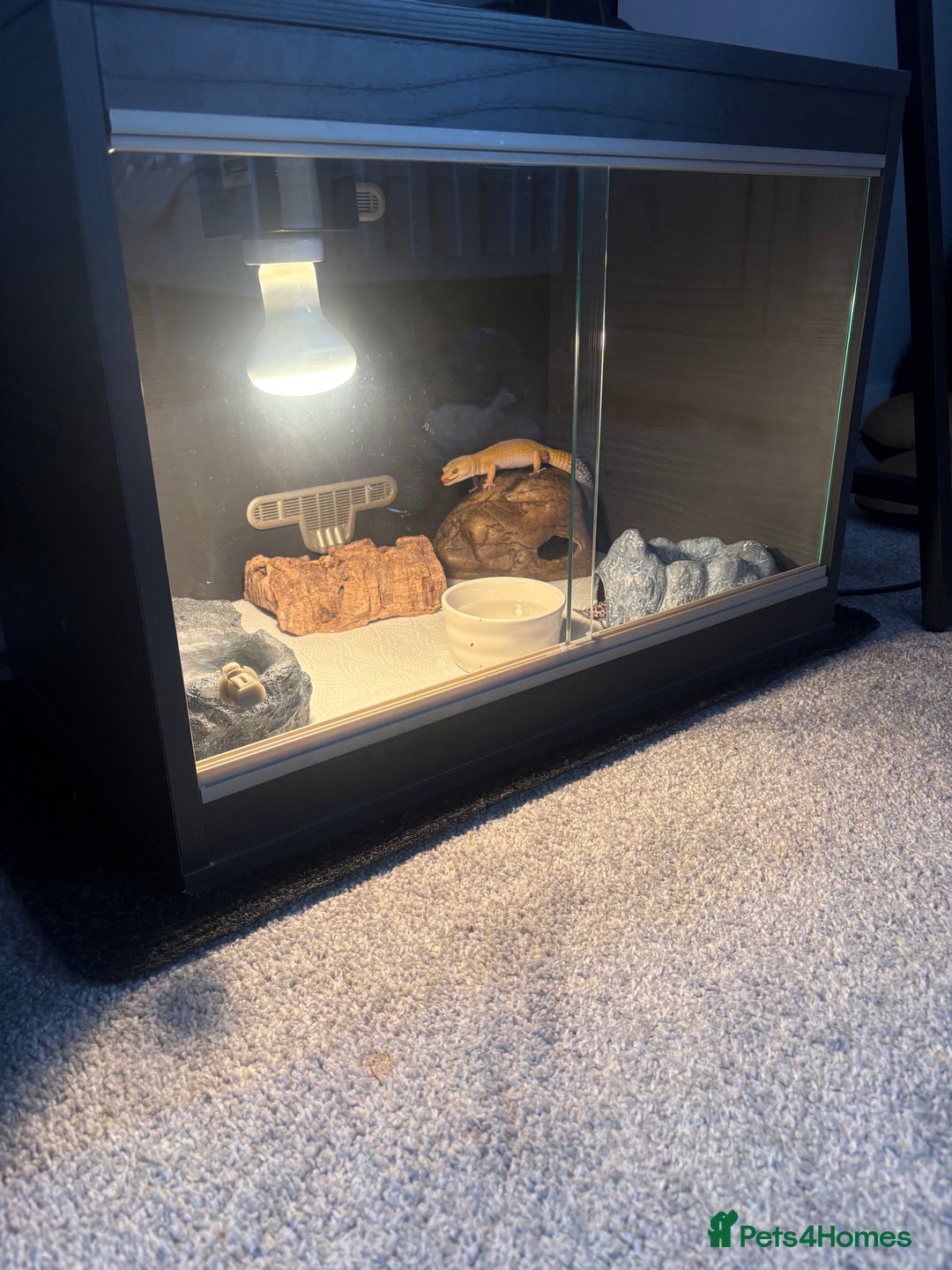 Leopard Gecko reptiles for sale: Female Leopard Geckos x 2 - Image 8