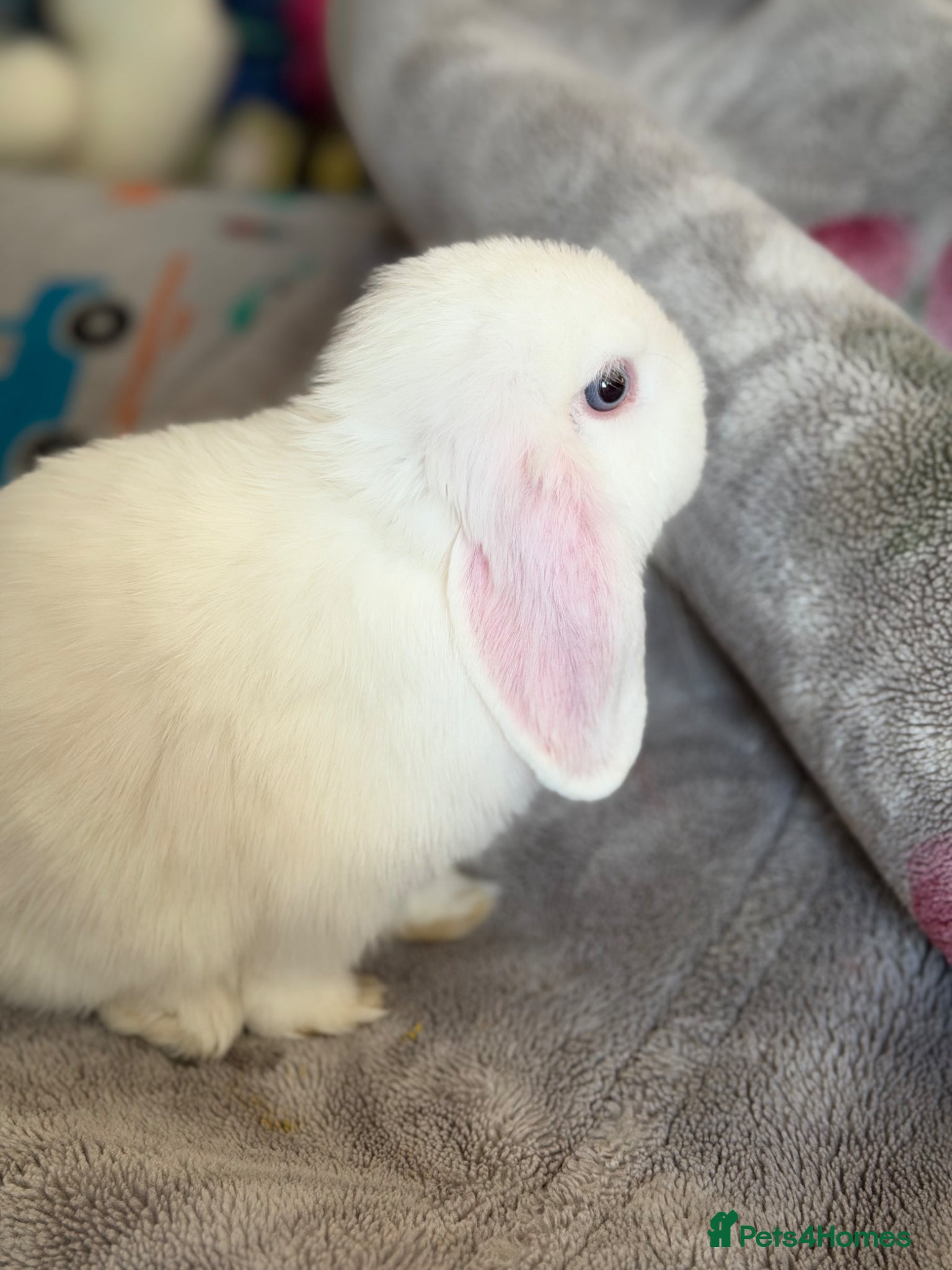 Mini Lop rabbits Lovely Mini lop for sale  (BEW) - Advert 2