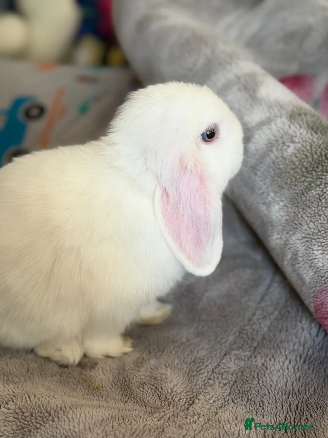 Mini Lop rabbits for sale: Lovely Mini lop for sale  (BEW) - Advert 1